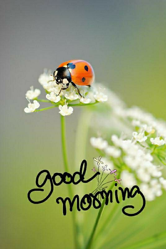 Good Morning Beautiful Ladybug Pic