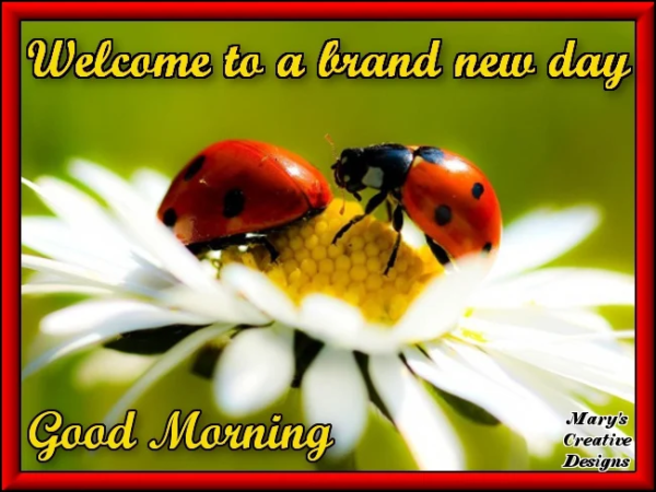 Good Morning Beautiful Ladybug Welcome