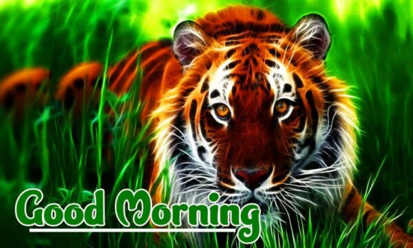 Good Morning Beautiful Tiger Image