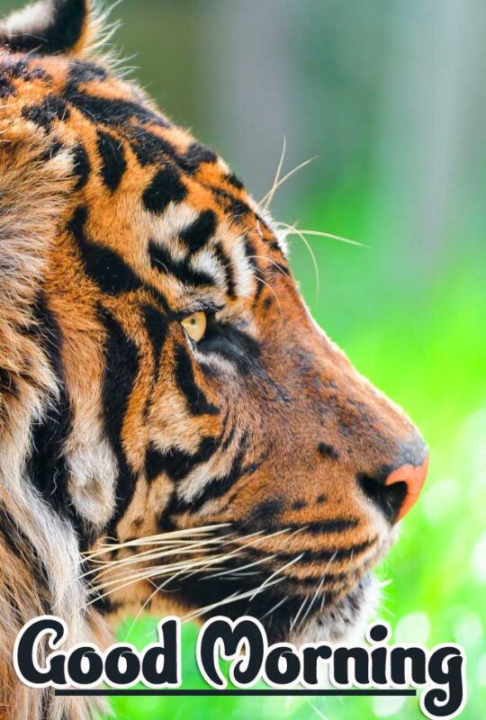 Good Morning Beautiful Tiger Images