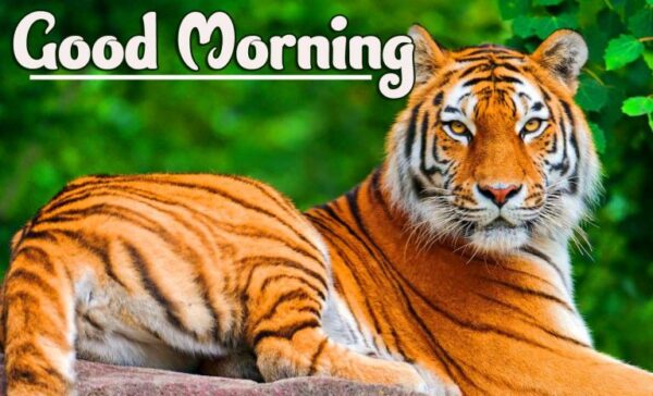 Good Morning Beautiful Tiger Photo