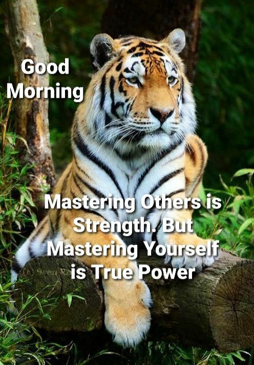 Good Morning Beautiful Tiger Pic
