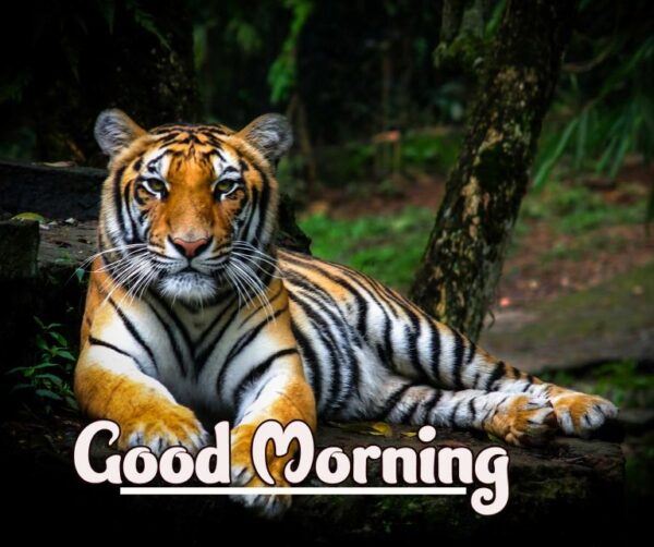 Good Morning Beautiful Tiger Picture