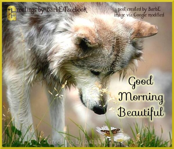 Good Morning Beautiful Wolf Image