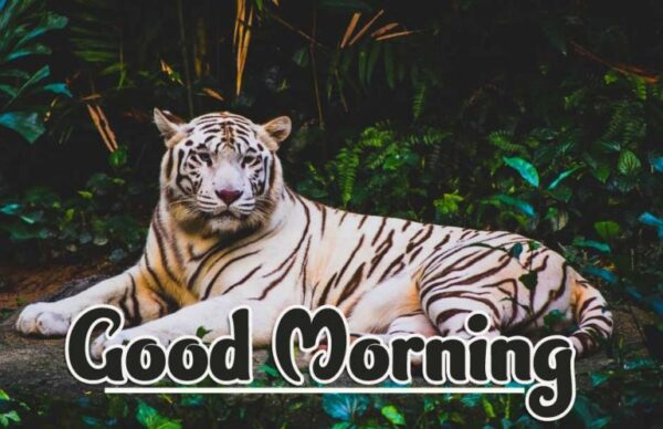 Good Morning Cool Tiger Images