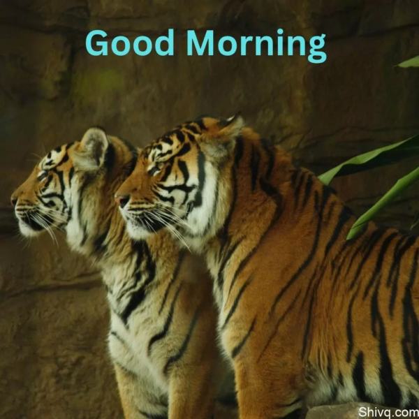 Good Morning Cool Tiger Photos