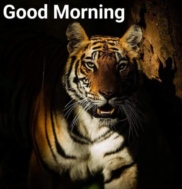 Good Morning Cool Tiger Pic