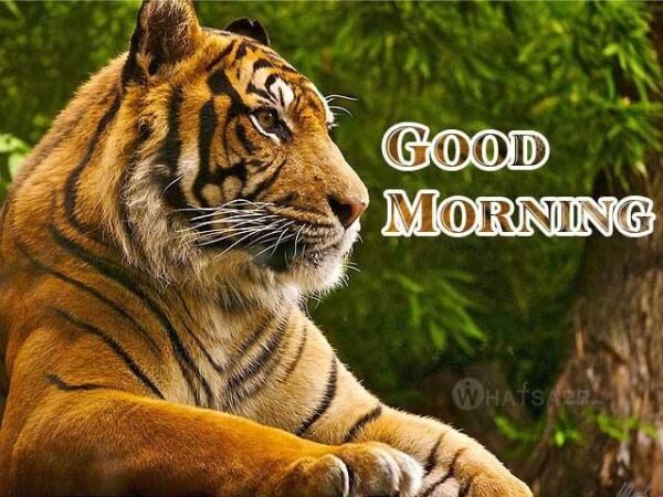 Good Morning Cool Tiger Pictures