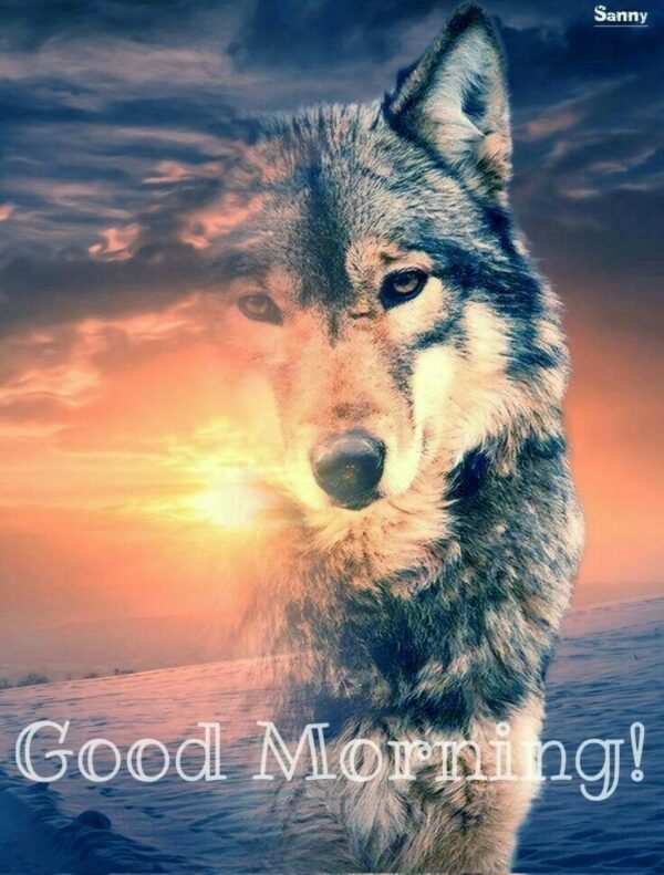 Good Morning Cool Wolf