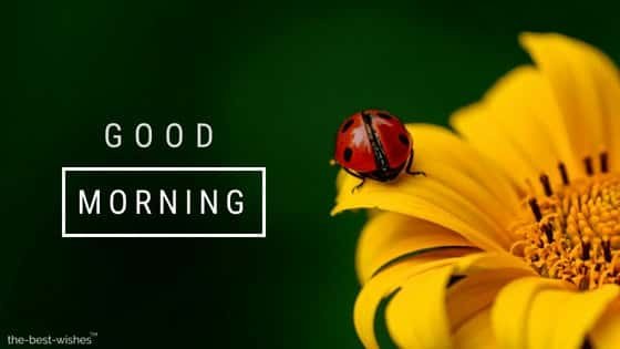 Good Morning Cute Ladybug Images
