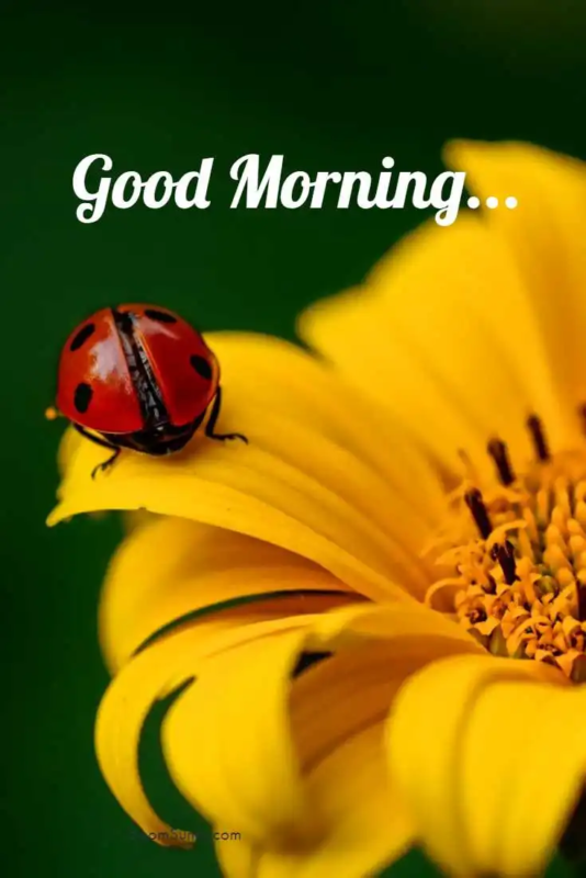 Good Morning Cute Ladybug Photo