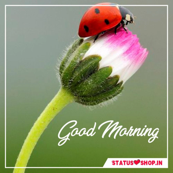 Good Morning Cute Ladybug Pic