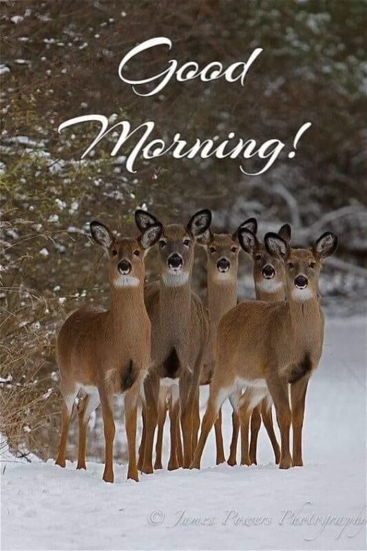 Good Morning Deer