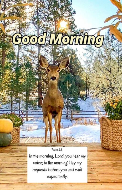 Good Morning Deer Image