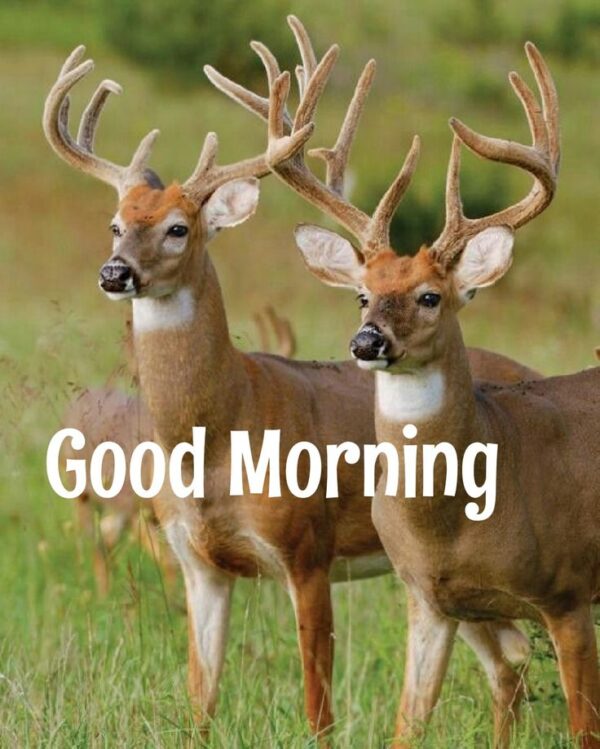 Good Morning Deer Photo