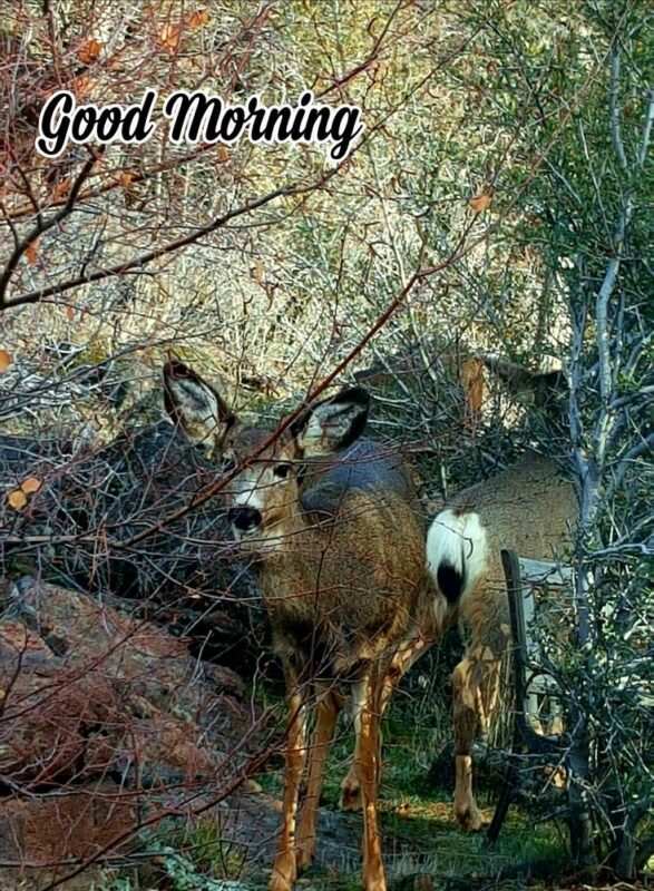 Good Morning Deer Picture