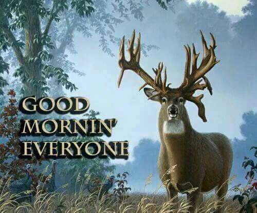 Good Morning Everyone Deer