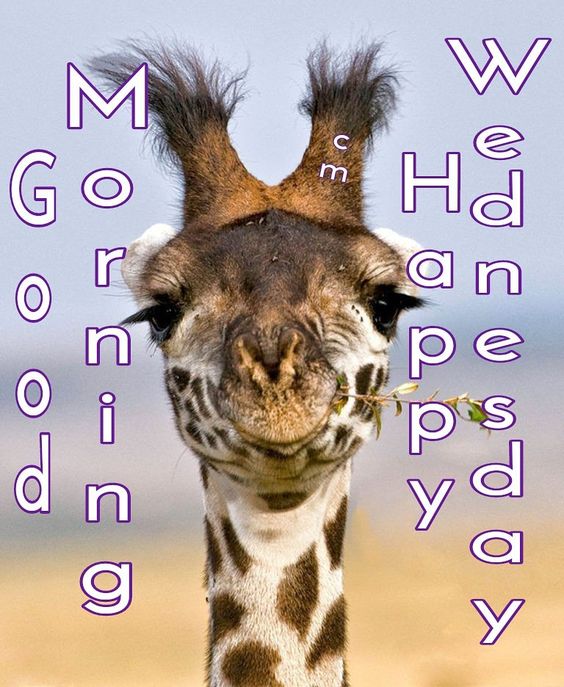 Good Morning Giraffe Wednesday