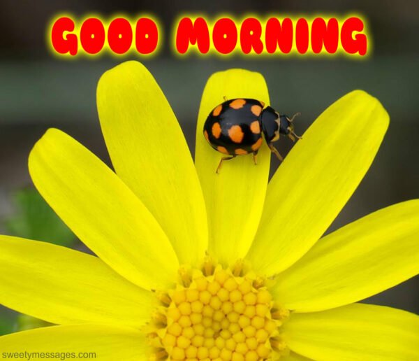 Good Morning Image Flower