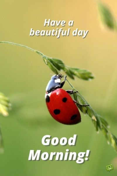 Good Morning Ladybug Have A Beautiful Day