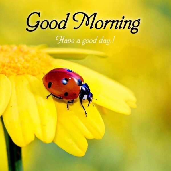 Good Morning Ladybug Have A Good Day