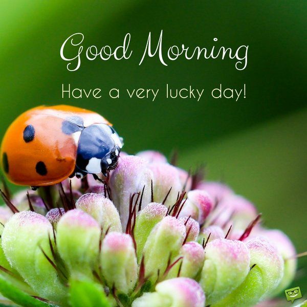 Good Morning Ladybug Have A Very Lucky Day