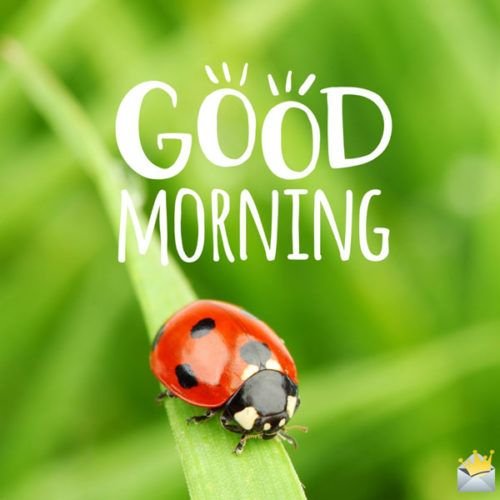 Good Morning Ladybug Image