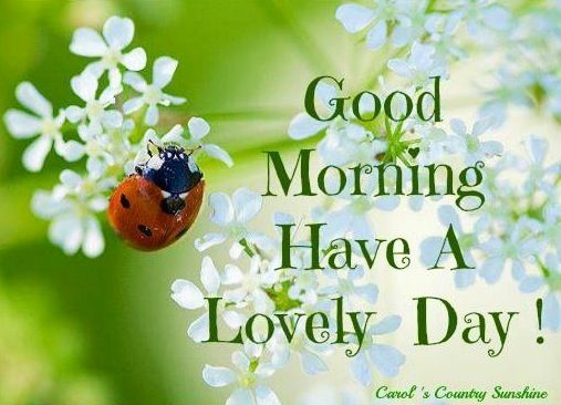 Good Morning Ladybug Lovely Day