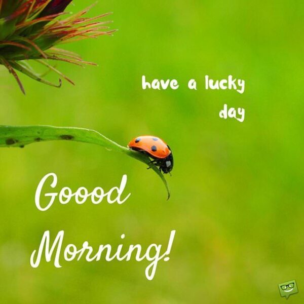Good Morning Ladybug Lucky Day