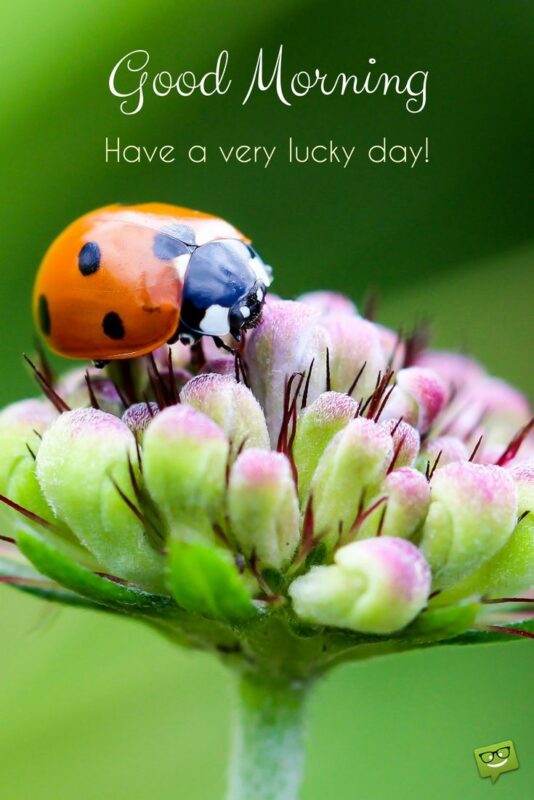 Good Morning Ladybug Lucky Day Image