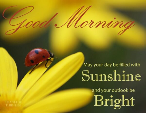 Good Morning Ladybug May Your Day Be