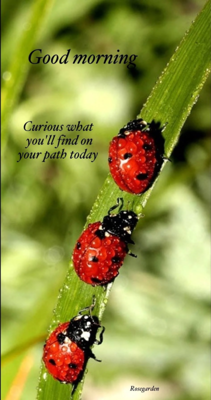 Good Morning Ladybug Message Image