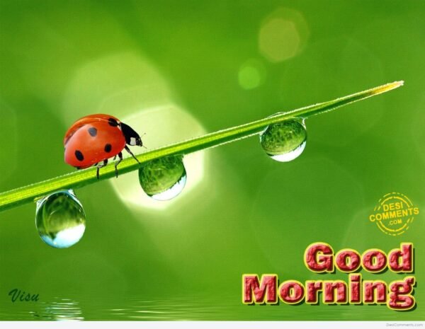 Good Morning Ladybug Photo