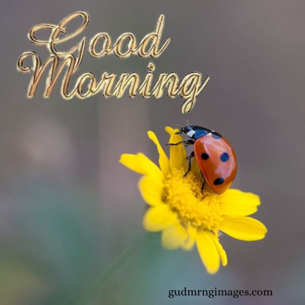 Good Morning Ladybug Pic