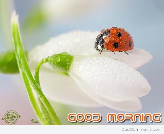 Good Morning Ladybug Pics