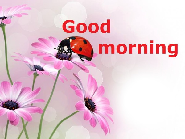 Good Morning Ladybug Pink