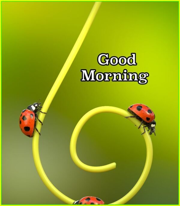 Good Morning Nature Images Ladybug