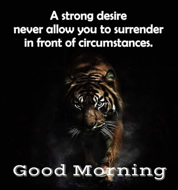 Good Morning Tiger A Strong Desire
