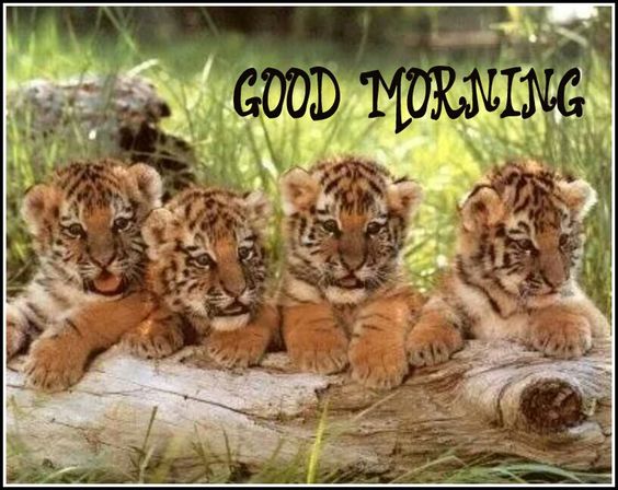 Good Morning Tiger Photos