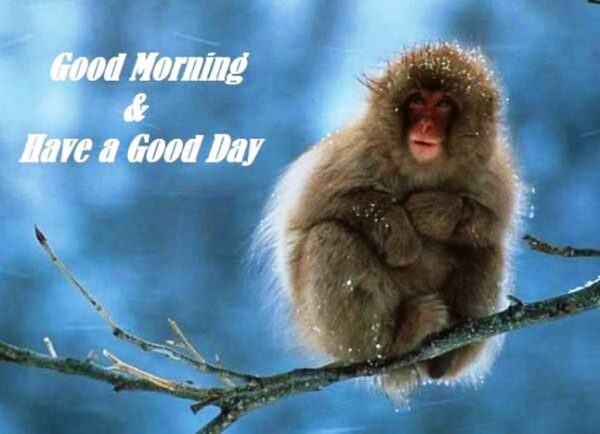 Good Morning With Monkey Image