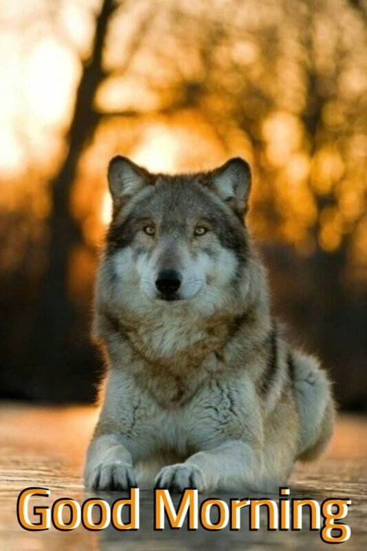 Good Morning Wolf