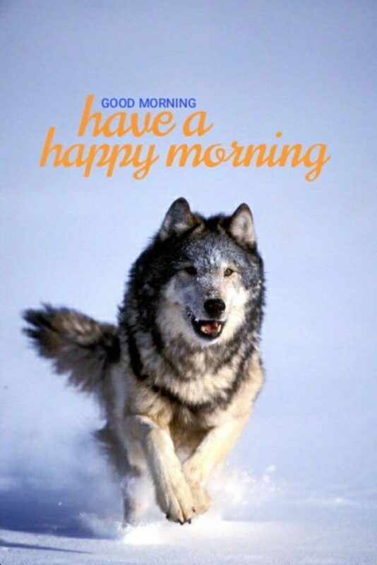 Good Morning Wolf Happy Morning