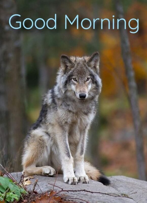 Good Morning Wolf Image