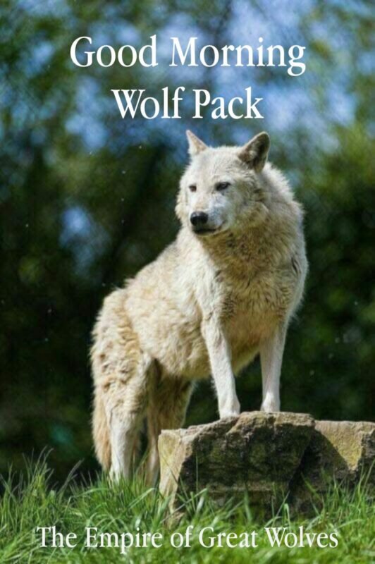 Good Morning Wolf Pack