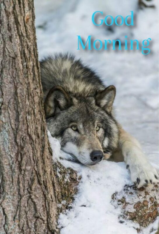 Good Morning Wolf Photo