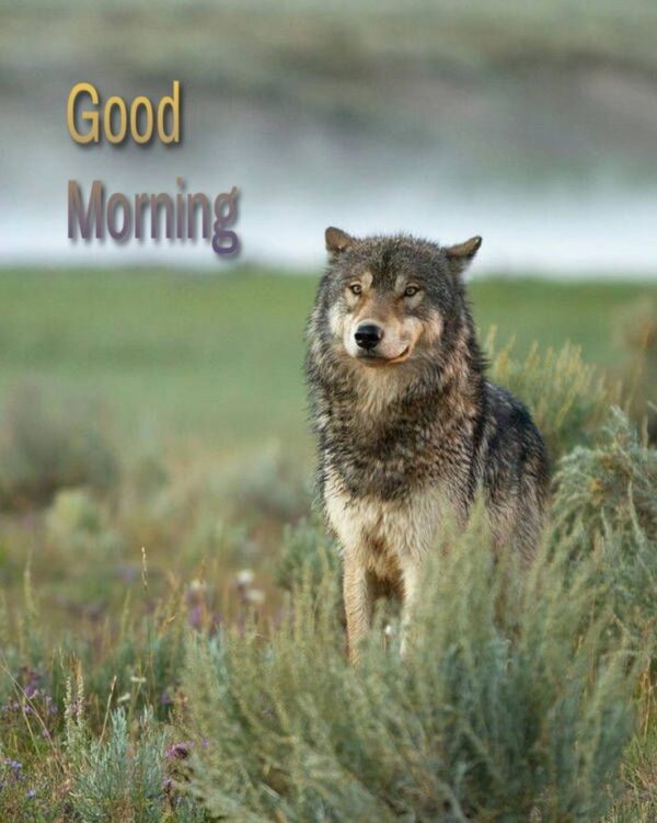 Good Morning Wolf Pic