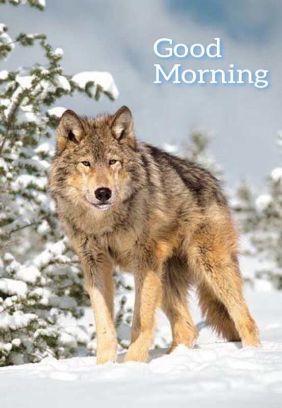 Good Morning Wolf Pictures