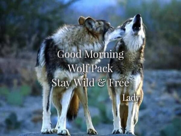 Good Morning Wolf Stay Wild