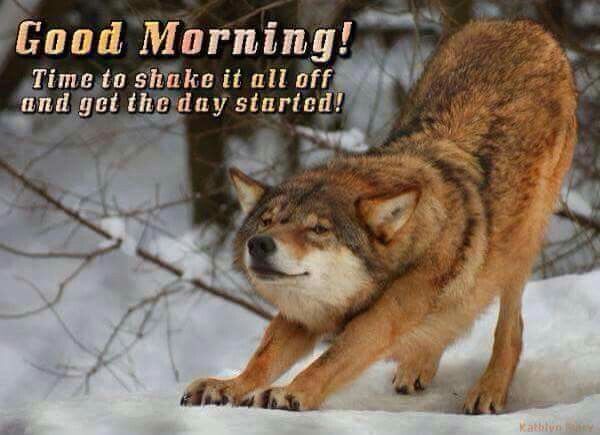Good Morning Wolf Time To Shake