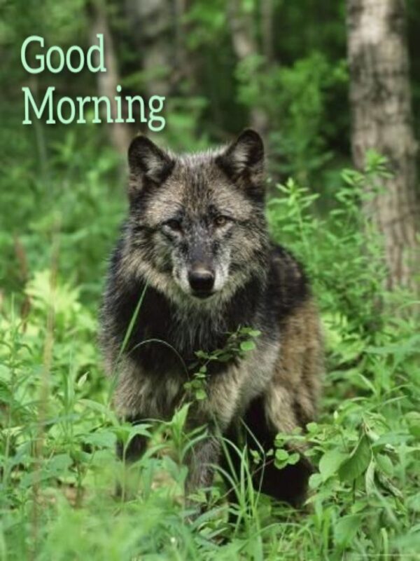 Good Morning Wonderful Wolf